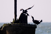 vrijheit wijk aan zee 7-2019 0097